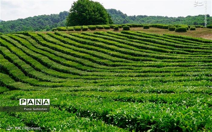 مبارزه با علف ها هرز در سطح ۴ میلیون هکتار از مزارع کشور
