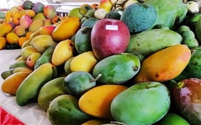 سرزمین انبه در جهان کجاست؟/فیلم