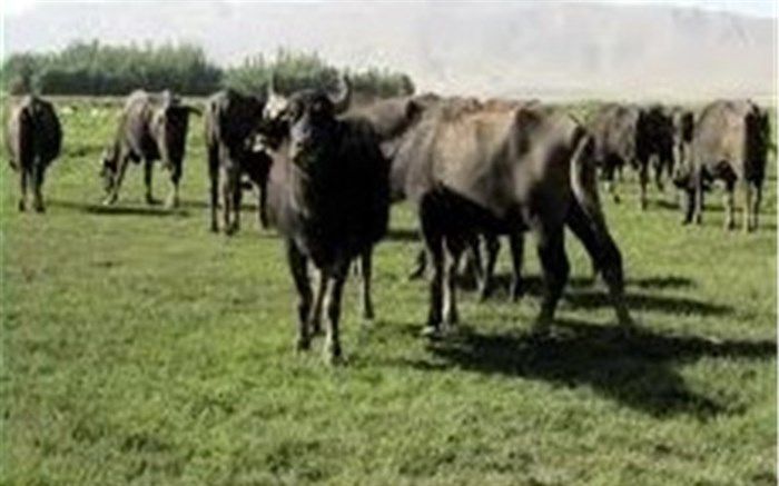اصلاح نژاد دام‌های هزاره سوم در گیلان آغاز شد