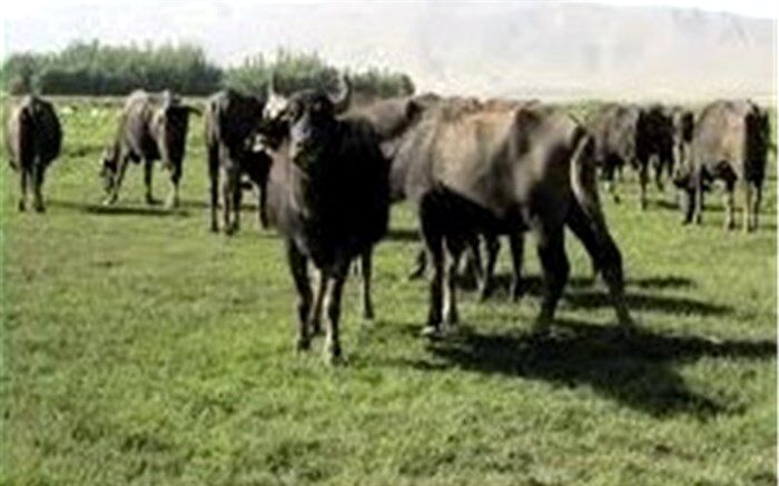 اصلاح نژاد دام‌های هزاره سوم در گیلان آغاز شد
