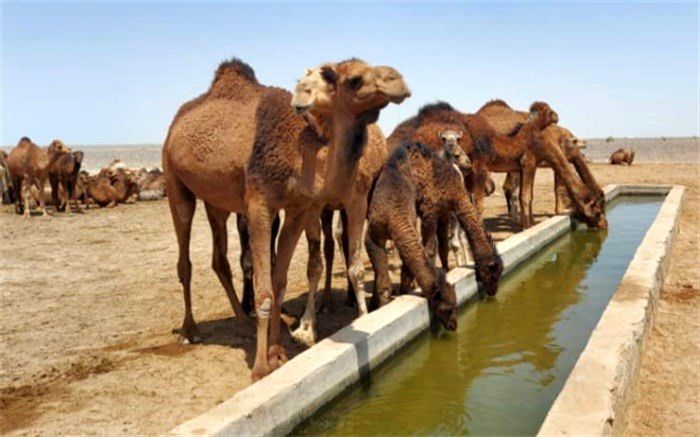 محموله شترهای قطری ترخیص شد