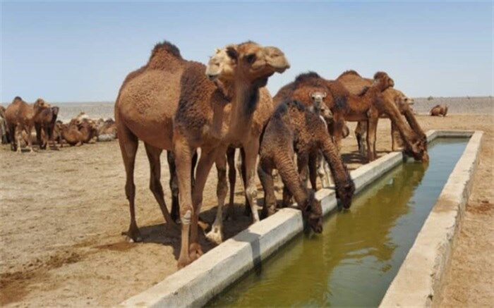 محموله شترهای قطری ترخیص شد