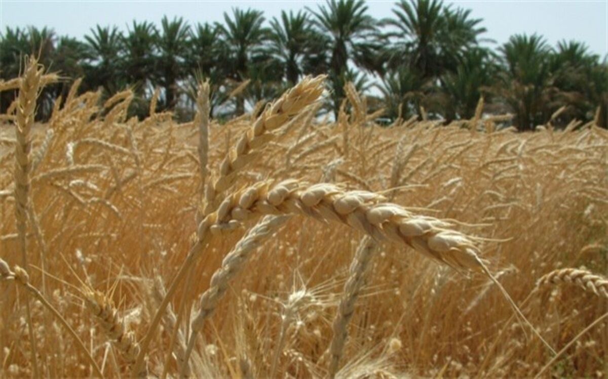 رشد ۶۵ درصدی خرید تضمینی گندم در سال جاری