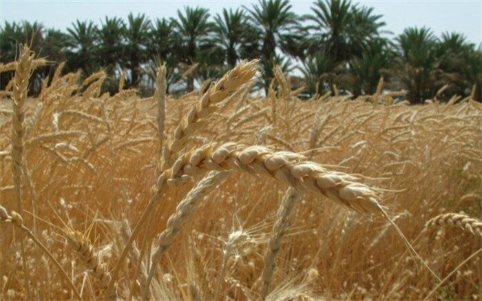 رشد ۶۵ درصدی خرید تضمینی گندم در سال جاری