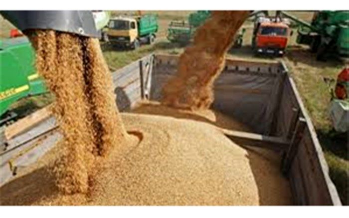 نهاده‌های دامی موجود در بنادر برای تامین نیاز ۳ ماهه کافی است