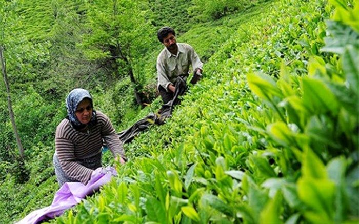 ۵۸ هزار و ۶۱۰ تن برگ سبز چای از چایکاران خریداری شد