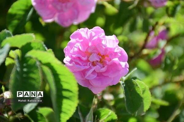 کشت گل‌های محمدی بر فراز کوه کیامکی