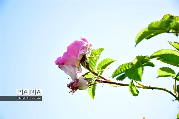 کشت گل‌های محمدی بر فراز کوه کیامکی