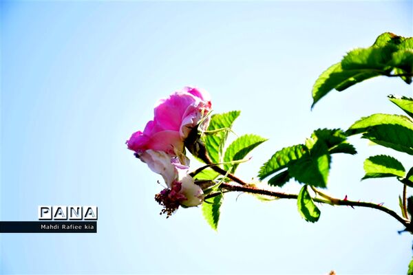 کشت گل‌های محمدی بر فراز کوه کیامکی