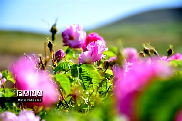 کشت گل‌های محمدی بر فراز کوه کیامکی