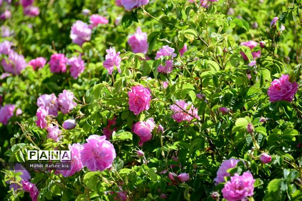 کشت گل‌های محمدی بر فراز کوه کیامکی