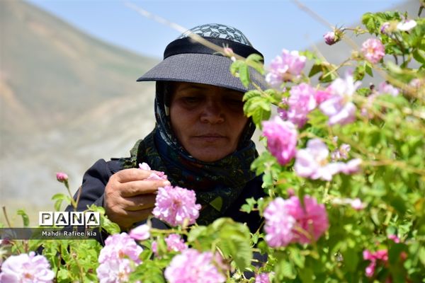 کشت گل‌های محمدی بر فراز کوه کیامکی