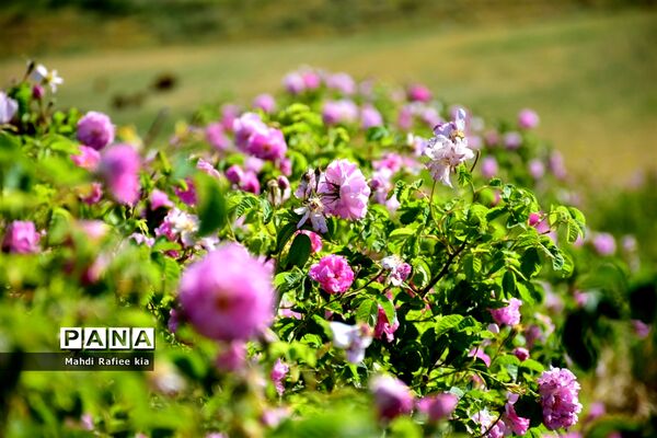 کشت گل‌های محمدی بر فراز کوه کیامکی