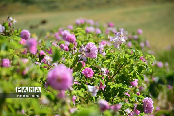 کشت گل‌های محمدی بر فراز کوه کیامکی