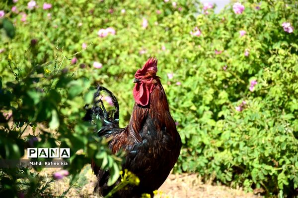 کشت گل‌های محمدی بر فراز کوه کیامکی