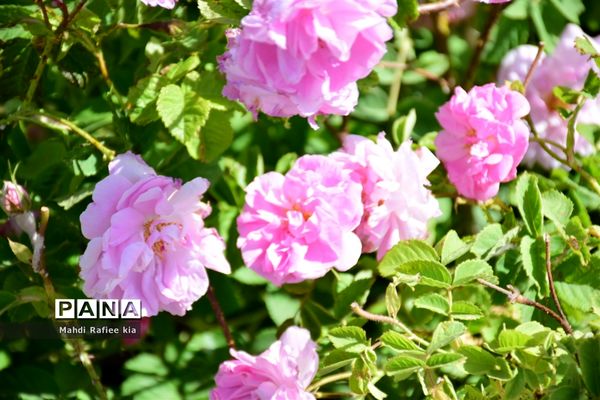 کشت گل‌های محمدی بر فراز کوه کیامکی