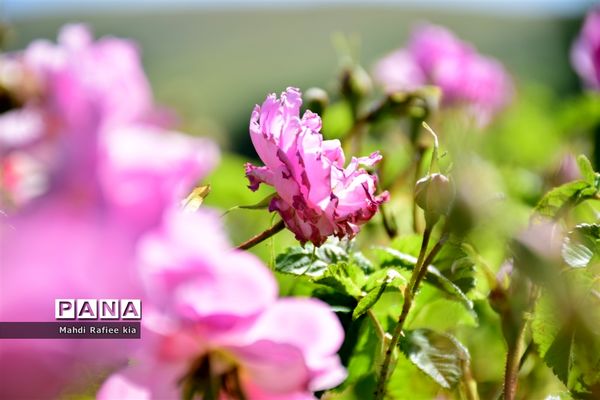 کشت گل‌های محمدی بر فراز کوه کیامکی