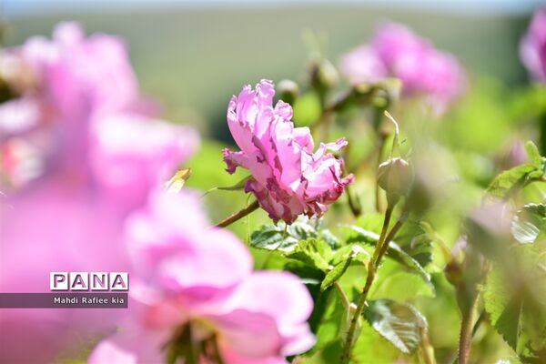 کشت گل‌های محمدی بر فراز کوه کیامکی