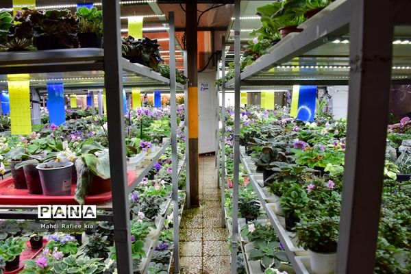 گلخانه گل‌های خانگی و تزئینی در مرند