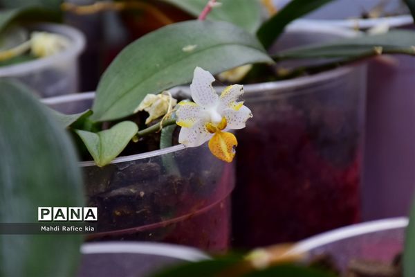 گلخانه گل‌های خانگی و تزئینی در مرند