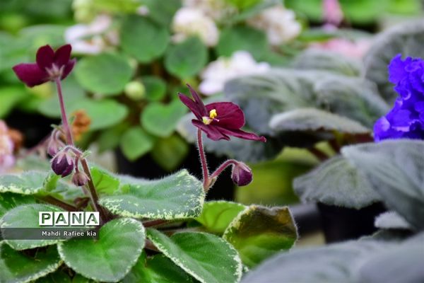 گلخانه گل‌های خانگی و تزئینی در مرند