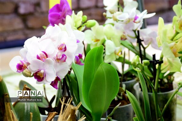 گلخانه گل‌های خانگی و تزئینی در مرند