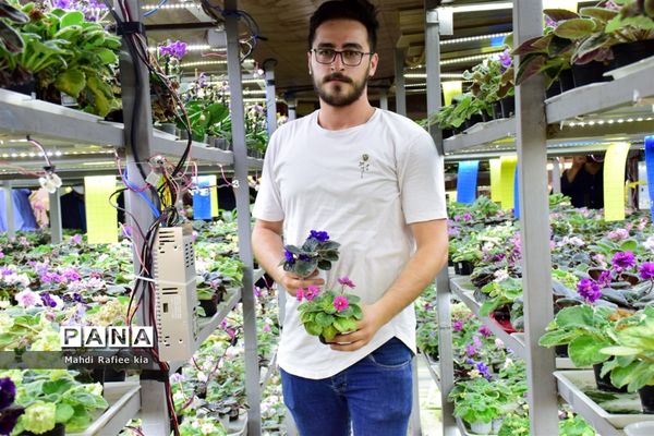 گلخانه گل‌های خانگی و تزئینی در مرند