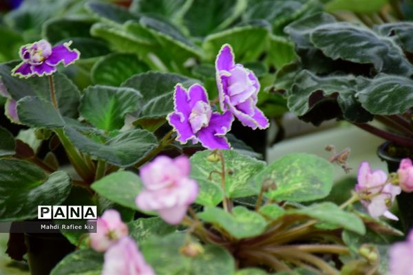 گلخانه گل‌های خانگی و تزئینی در مرند