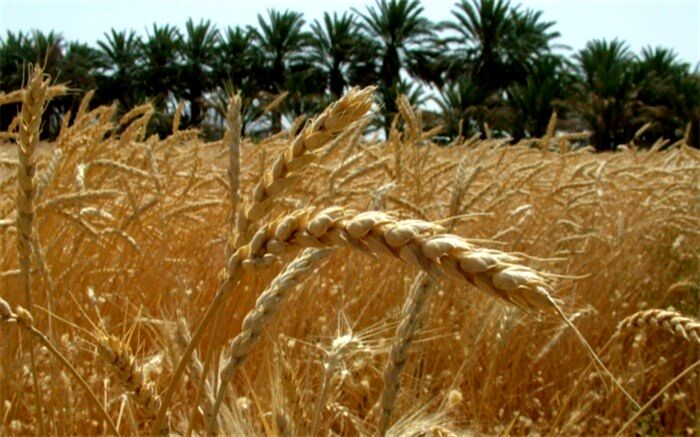 خرید بیش از ۹۰هزار تن گندم در اردبیل