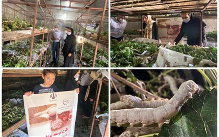 اجرای طرح نوغانداری با ایجاد سایت آموزشی ترویجی پرورش کرم ابریشم در شهرستان اسکو