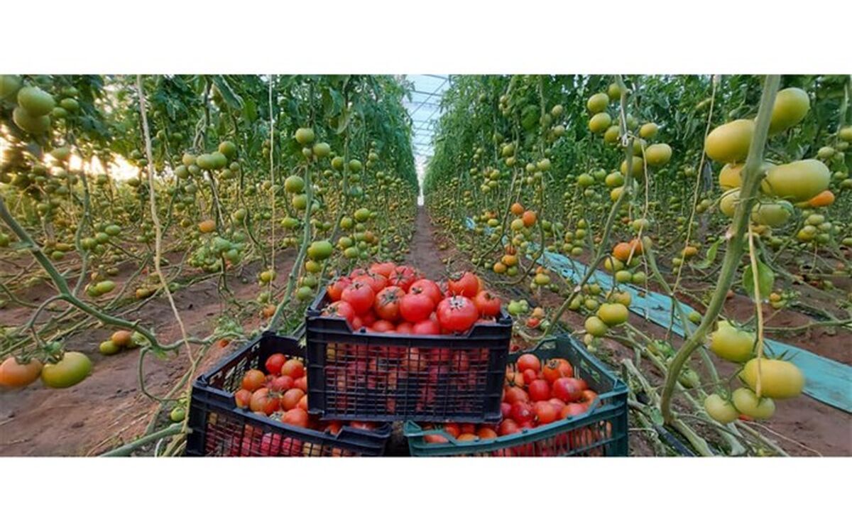 ظرفیت تولید محصولات گلخانه‌ای در سیستان وبلوچستان به ٧٠ هزار تن رسید