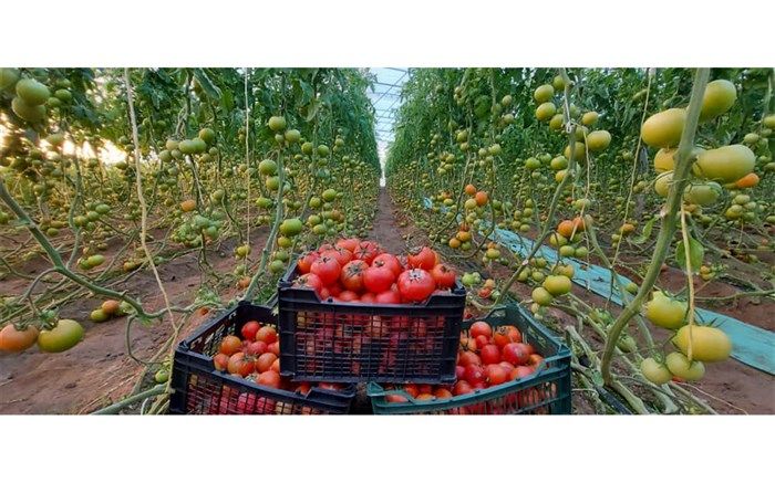 ظرفیت تولید محصولات گلخانه‌ای در سیستان وبلوچستان به ٧٠ هزار تن رسید