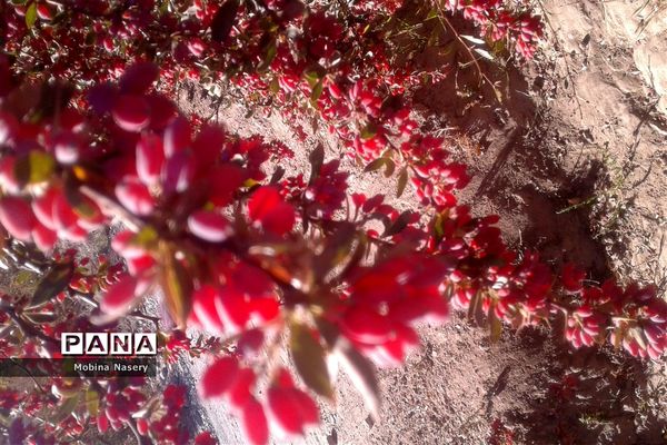 آغاز مراسم زرشک باز کنی در روستای پایهان خراسان جنوبی