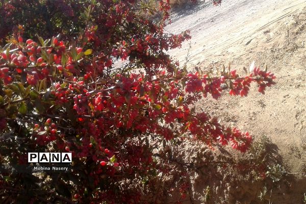 آغاز مراسم زرشک باز کنی در روستای پایهان خراسان جنوبی