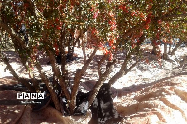 آغاز مراسم زرشک باز کنی در روستای پایهان خراسان جنوبی