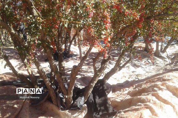 آغاز مراسم زرشک باز کنی در روستای پایهان خراسان جنوبی