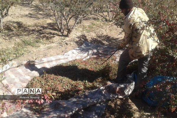 آغاز مراسم زرشک باز کنی در روستای پایهان خراسان جنوبی