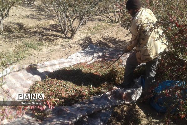آغاز مراسم زرشک باز کنی در روستای پایهان خراسان جنوبی