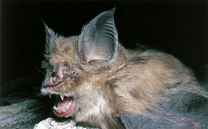 خفاش‌ها عامل تولید کرونا نبودند!