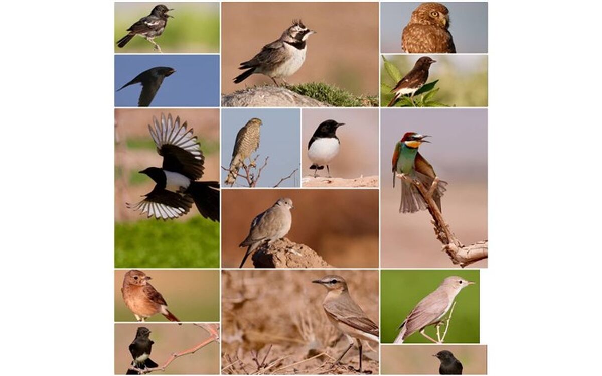 شناسایی و ثبت ۵۵ گونه جدید پرنده در خراسان جنوبی