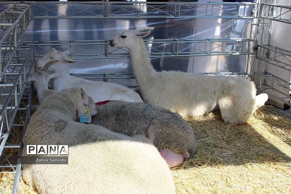 برگزاری دو نمایشگاه تخصصی دام وطیور و صنعت در محل دائمی نمایشگاه‌های بین‌المللی تهران