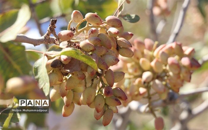 برگزاری اولین جشنواره پسته در بخش ایلخچی شهرستان اسکو