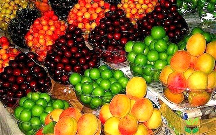 صادرات میوه و تره‌بار فصلی به افغانستان بزودی انجام می‌شود