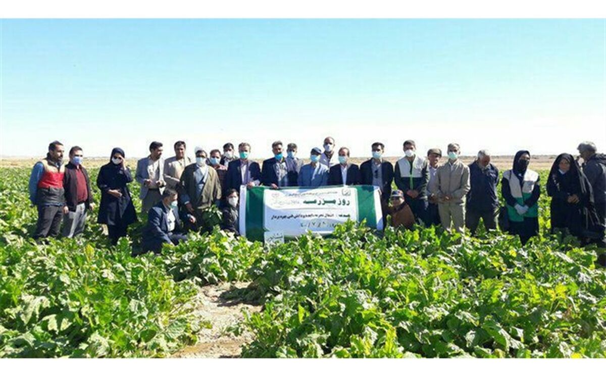 برگزاری روز مزرعه کشت نشایی چغندرقند در نیشابور