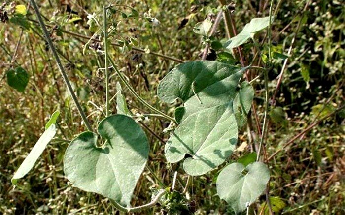 با دفع کننده کرم‌های انگلی بدن آشنا شوید