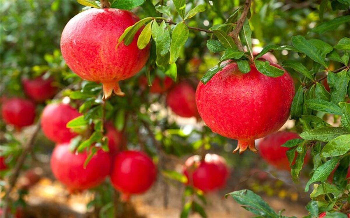 برداشت بیش از 7 هزار تن انار از باغات آذربایجان‌شرقی