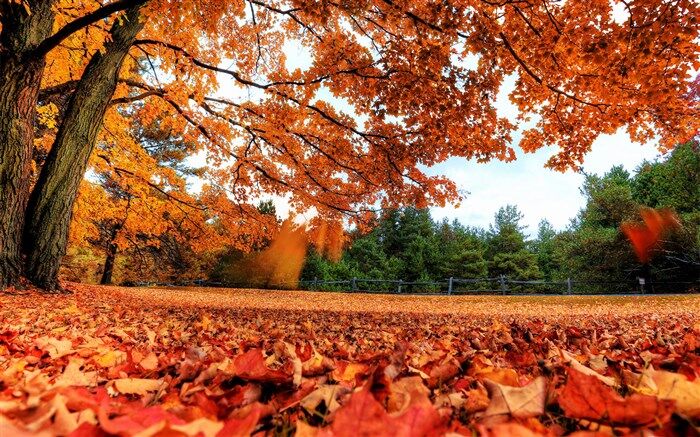 شاعر دهدشتی در سروده ای جدید به استقبال زیبایی‌های پاییز رفت