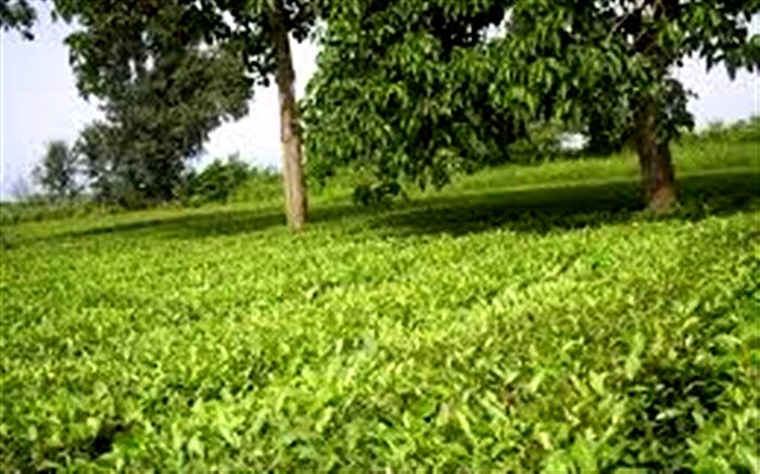لاهیجان آماده ثبت جهانی پایتخت چای