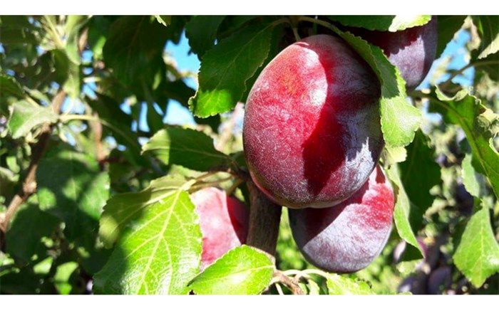 برداشت آلو در نیشابور و زبرخان آغاز شد