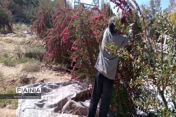 آغاز مراسم زرشک باز کنی در شهرستان درمیان خراسان جنوبی